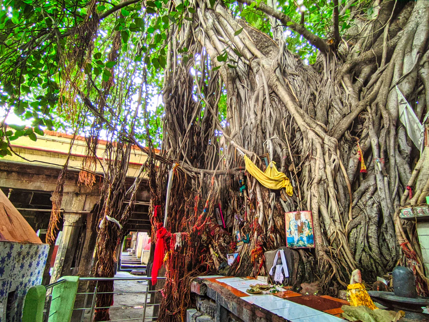 Large sacred banyan tree with aerial roots and tied threads near Vishnupad in Gaya